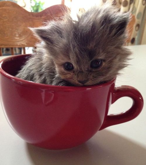 moonlettuce:For anyone who needs it, have some kittens in cups.this cup is so tiny