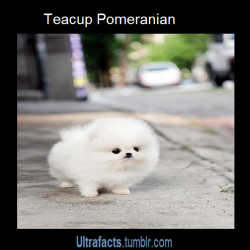 bbyyon:  ultrafacts:  10 Fluffy Animals Will