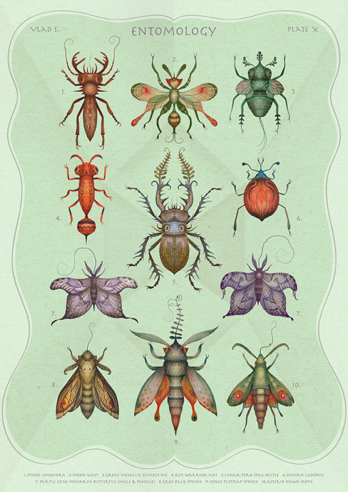 Entomology collection - scientific chart illustration depicting various peculiar insect species.