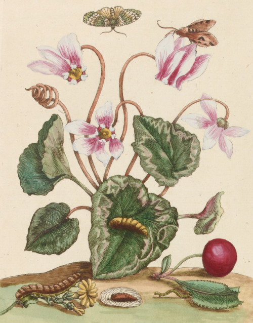 Histoire générale des insectes de Surinam et de toute l'Europe - Marie Sybille de Merian - 1771 - vi