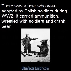 Toshio-The-Starman:  Ultrafacts:  (Source) More Facts  Voytek The Soldier Bear Was