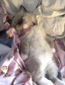 cutepetclub:  me when I get home from school
