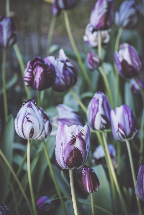 el-mo-fo-to: t u l i p a | lisse, holland© Lorenzo Montezemolo | [instagram] [tumblr] From