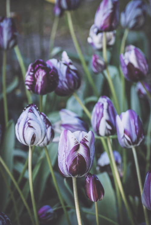 el-mo-fo-to: t u l i p a ･ i i | keukenhof | lisse, hollandLorenzo Montezemolo [ ig | tumblr | flick