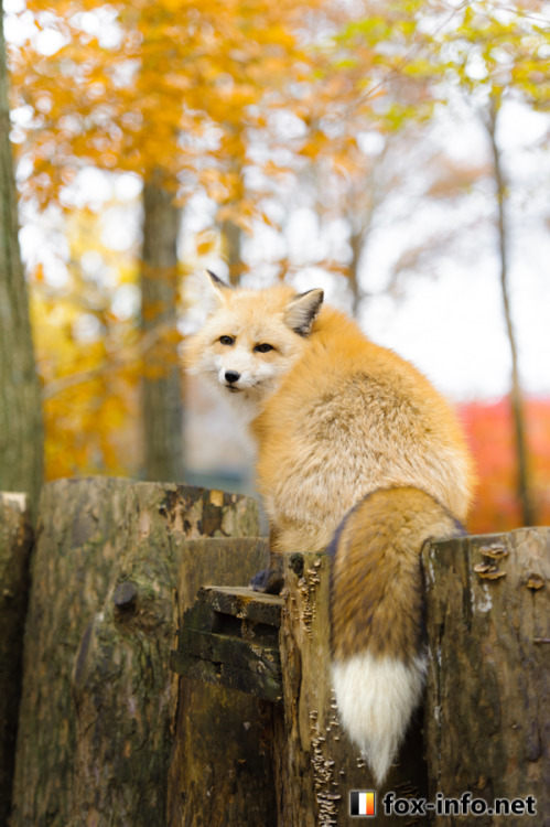 everythingfox:When ur mad at someone but they offer u food