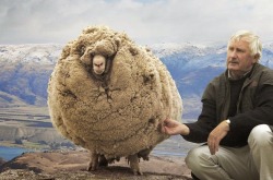 sixpenceee:  This is Shrek, a Merino sheep from New Zealand, who hasn’t sheared in 6 years.   In fact, after 6 years without any haircuts, Shrek had enough wool to produce 20 suits for men.  (Source)