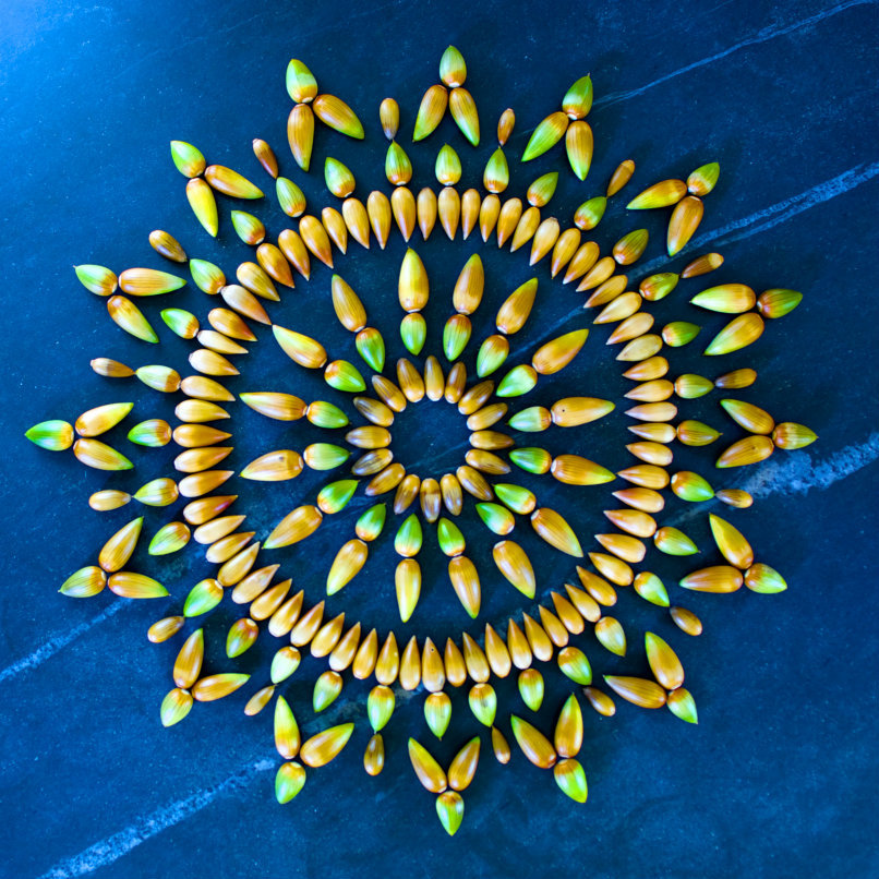 itscolossal:  New Flower Mandalas by Kathy Klein