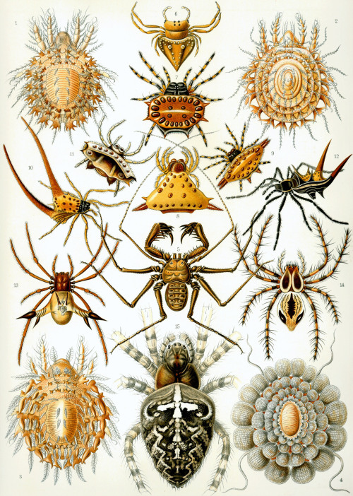 Ernst Haeckel pulchramundi.tumblr.com