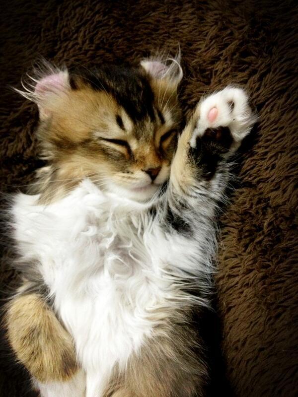 cat-pic:  まねき寝こ(*^^*) http://nekopple.com 