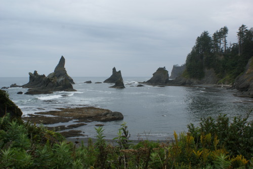 frommylimitedtravels:  Near La Push - Olympic