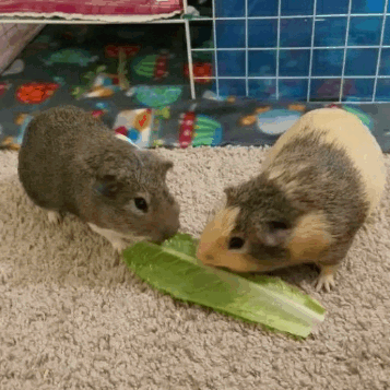 gooeychewy: superboystims: freddyfazbearsstim-aria: Burger king foot lettuce 1:worldofpetstu