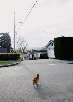 secretcities:  Neighbourhood cats.