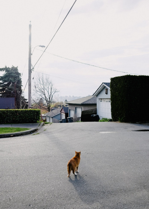 XXX secretcities:  Neighbourhood cats. photo
