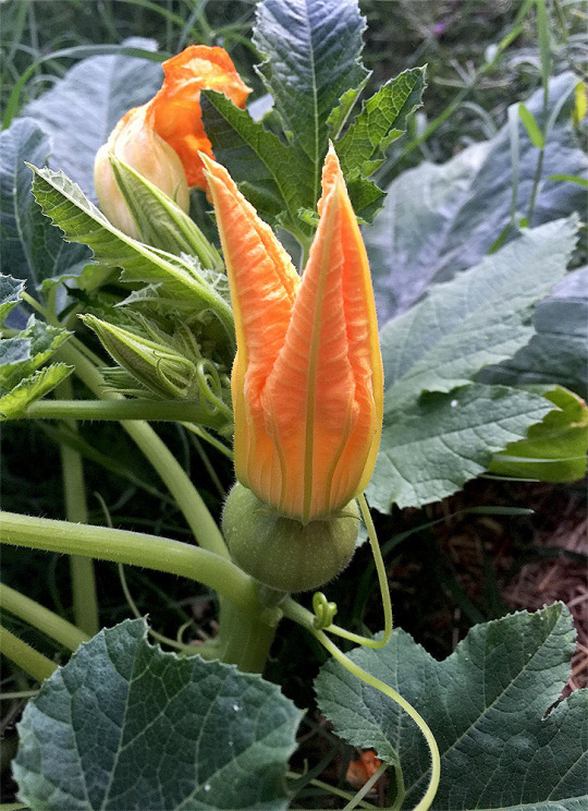 gee idk do you think she’s ready to bloom tomorrow