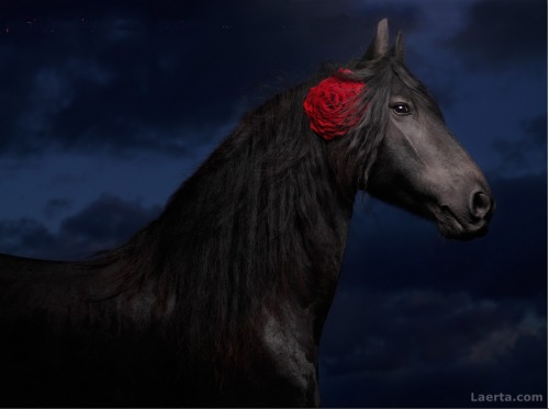 lorijoloveshorses:  floralls:   imagination by Svetlana Petrova     Gorgeous Horses!!! Love this! 