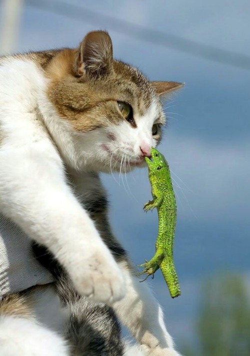 cuteanimals-only:cat vs lizard 