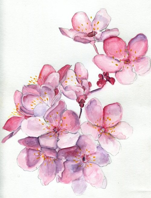 havekat: Sakura Sweeties Watercolor and Gouache On Paper 2017, 9″x 12″ Cherry Blossoms