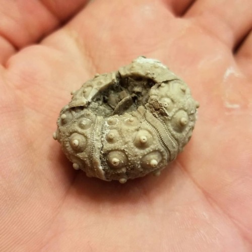 My rarest echinoid fossil to date! It’s a cidarid from the lower Glen rose formation, found No