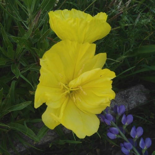cannedbreads: Oenothera and a baptisia