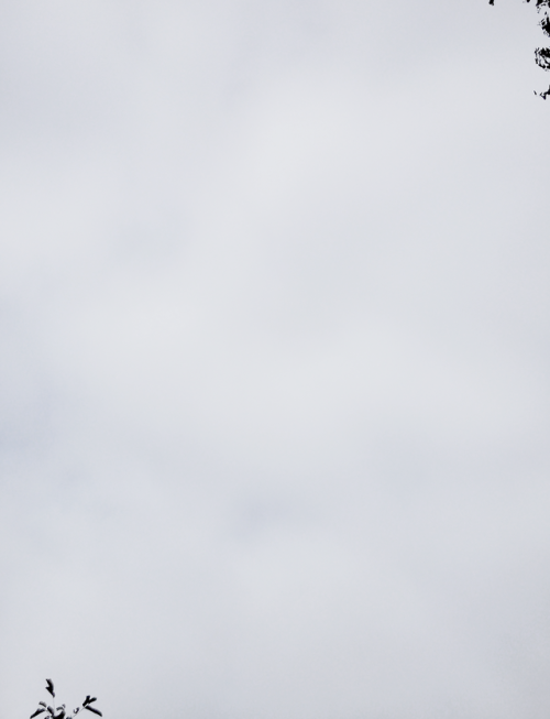 rosedewson:small birdsongs that rise above the noise of the city 8:53 a.m. // september 15th