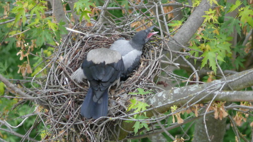 Серая ворона (Corvus cornix).часть 2