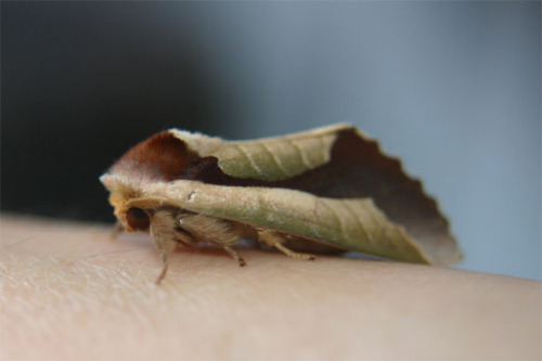 gotta-love-bugs:sixpenceee: Uropyia meticulodina is found in China and Taiwan. This moth is rem