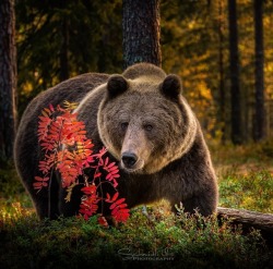 guilrosmer:  beautiful-wildlife:Brown Bear by © Urs Schmidli @artemispanthar