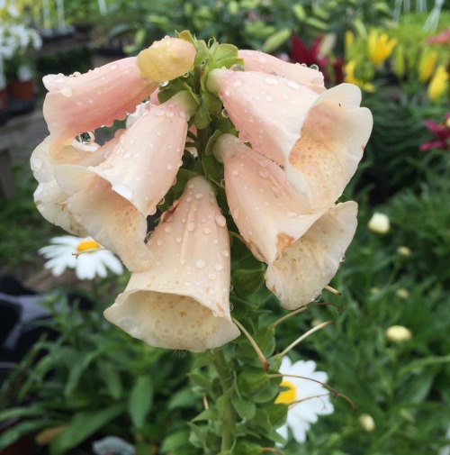 thriftedrose:Pastel vibes at the street side flower shop