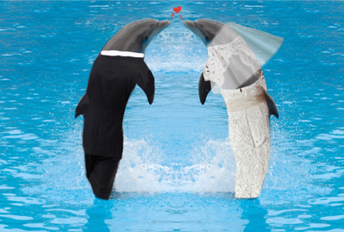 dil-howlters-mirror:  SO TODAY I REALIZED THAT WHEN YOU GOOGLE SEARCHED “DOLPHINS IN TUXEDOS” NOTHING COMES UP SO I DECIDED TO PHOTOSHOP IT AFTER PHOTOSHOPPING THE FIRST DOLPHIN, I DECIDED TO MAKE HIM A BRIDE, YOU KNOW, JUST BECAuSE THEN I REALIZED