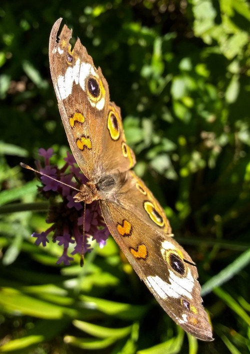 Magical, every time I see a Buckeye Butterfly. 