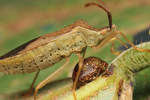 A leaf-footed bug and a kudzu bug are sucking juice from a kudzu leaf.