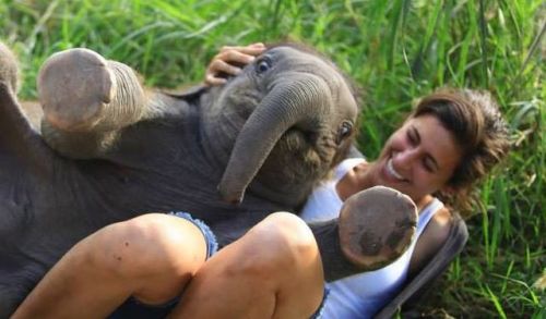 awwww-cute:A baby elephant sat on my friend