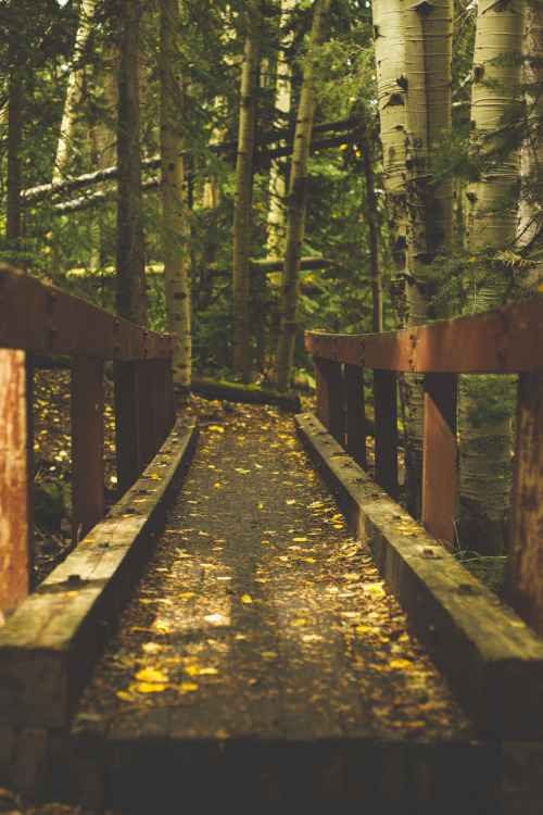 cityofmountains:  An intimate walk through the forest with my trusty Canon 50mm f/1.8 MK1