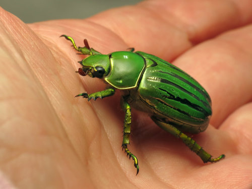 onenicebugperday: Glorious Scarab, Chrysina gloriosaFound in the southwestern United States from Tex