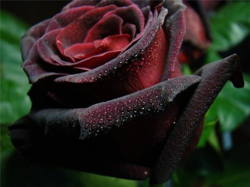 Porn Pics gothicmell:  Black Baccara Rose 