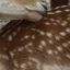 deertisms