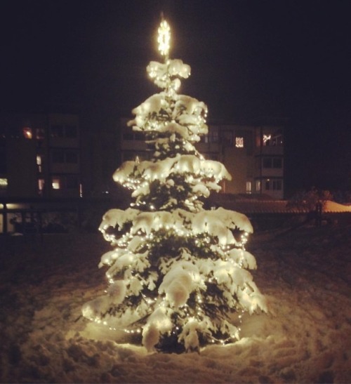 An Xmas tree in the snow, proper snow.Snow is bloody brilliant#snow #austria #tirol #tyrol #wörgl #ö