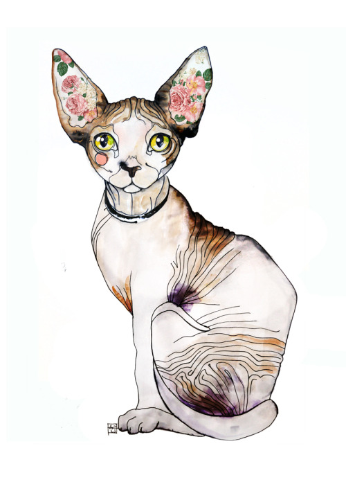 earthsongs: saraligariwatercolors: sphynx cats by Sara Ligari Omg I love this