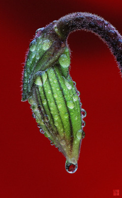 blooms-and-shrooms:  Rain Drops by Jixiang2012