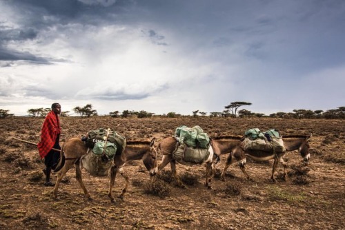 Tanzania - 2018
Tarangire National Parc
#tanzania #safari #bivouac #travel #travelphotography #tarangirenationalpark #sonya7rii (à Serengeti National Park,...