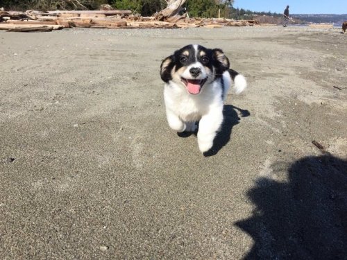 lemememeringue:babyanimalgifs:pups first trip to the beach@bpd-disaster@ratdressmaker