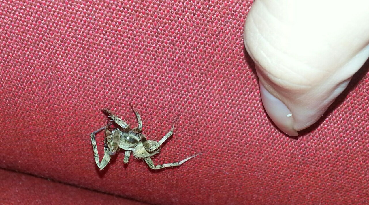 sabletsnakes:  This spiderbro just fell onto me from the ceiling Spiderbro don’t