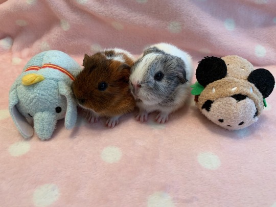 theantisocialbunny:  My guinea pig had her babies and they are the cutest little girls ever  