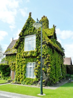 vwcampervan-aldridge: Gatekeepers Cottage covered in Bright Green Boston Ivy, Dartmouth Park, Sandwell, England - All Original Photography by http://vwcampervan-aldridge.tumblr.com