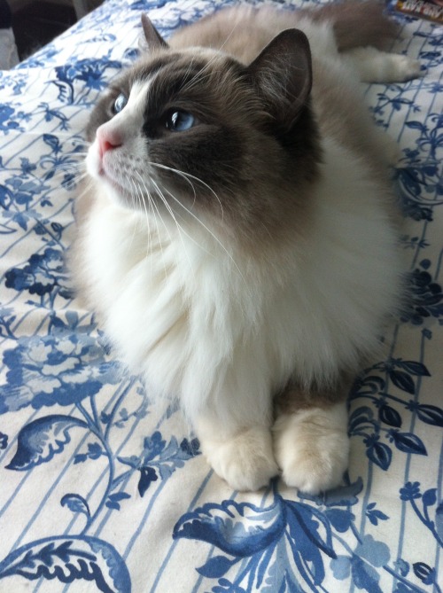 rustangel:my friend’s cat is a goddess