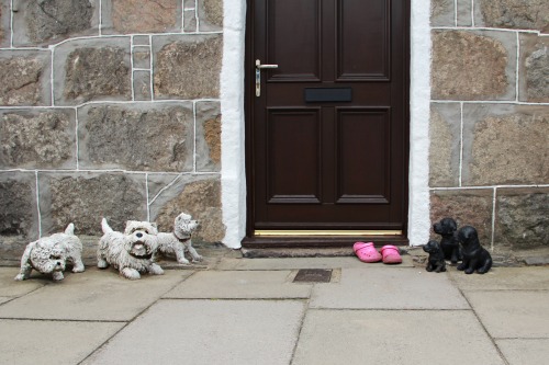 Footdee | Aberdeen, ScotlandCute guardian dogs.