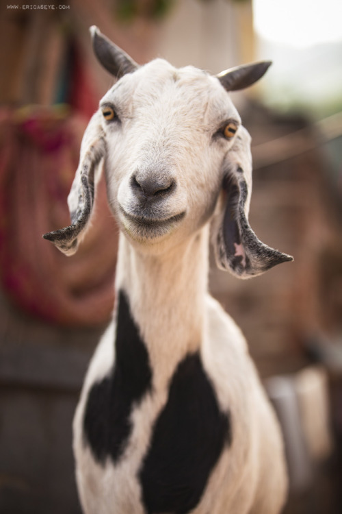 Portraits of people are great, but I still prefer #goats #EricasIndiaPicoftheDay #22 more at www.eri