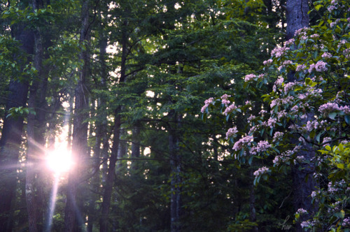 frolicingintheforest:Mountain Laurel at sunset &lt;3