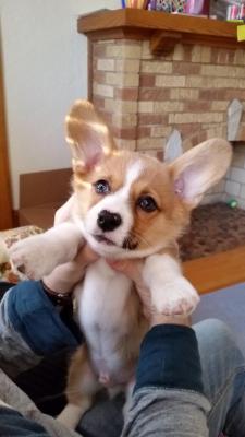 Awwww-Cute:  Bucket Is 11 Weeks Old, He Loves Running Laps Around The Couch And Chewing