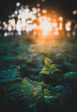 Owls-N-Elderberries:   	Setting Sun In The Woods By Matthew Dartford    	Via Flickr: